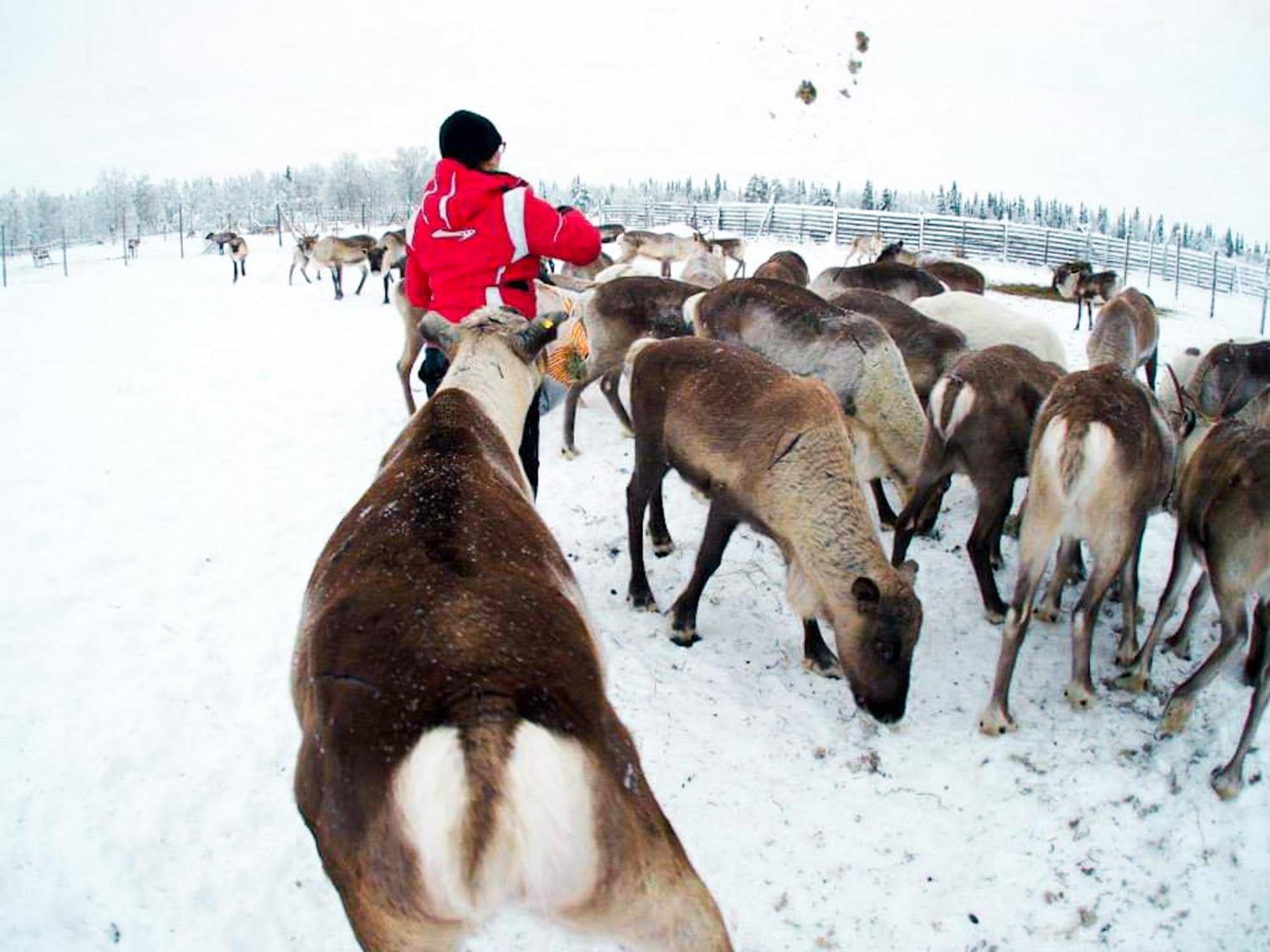Authentic At The Reindeer Farm Holiday home *